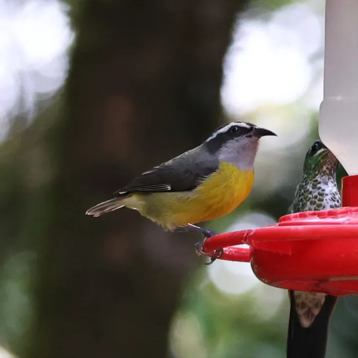 Bananaquit