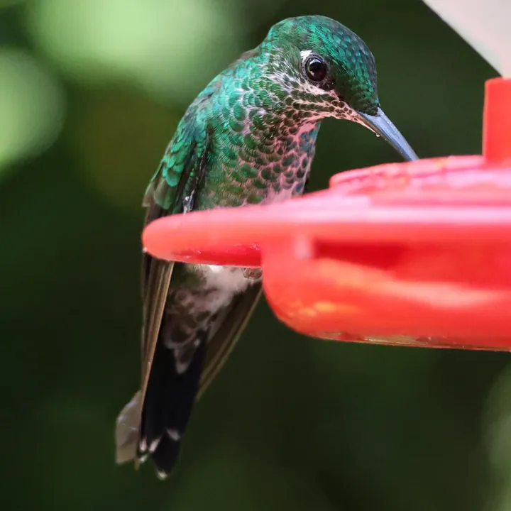 Green-crowned Brilliant