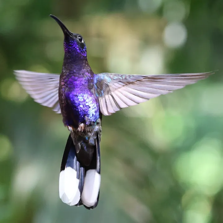 Violet Sabrewing