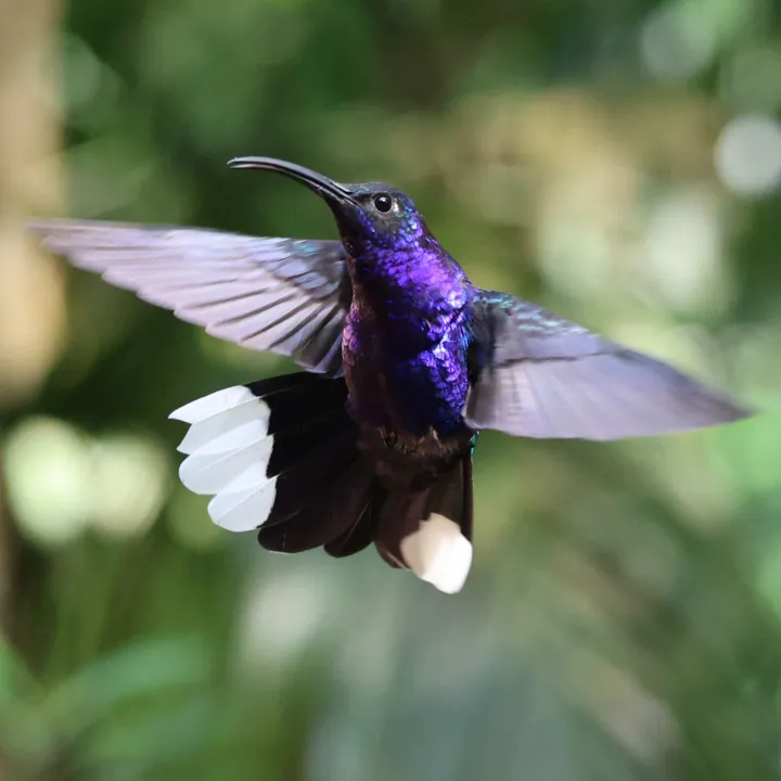 Violet Sabrewing