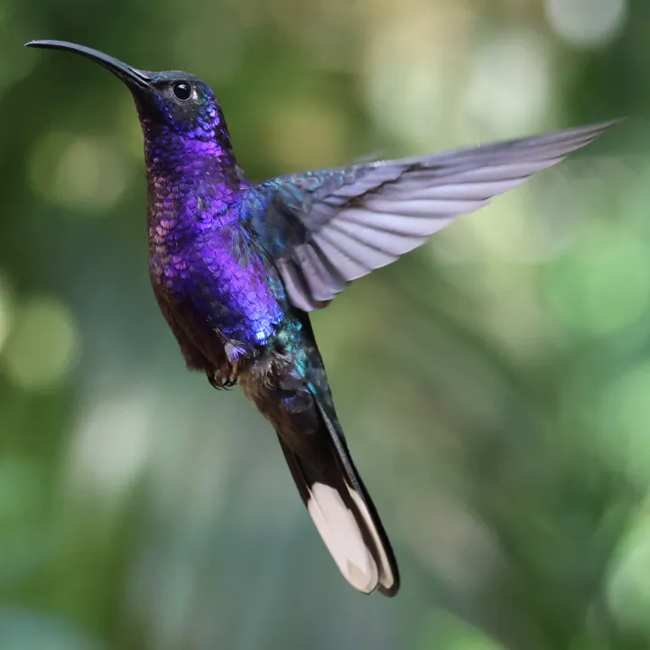 Violet Sabrewing