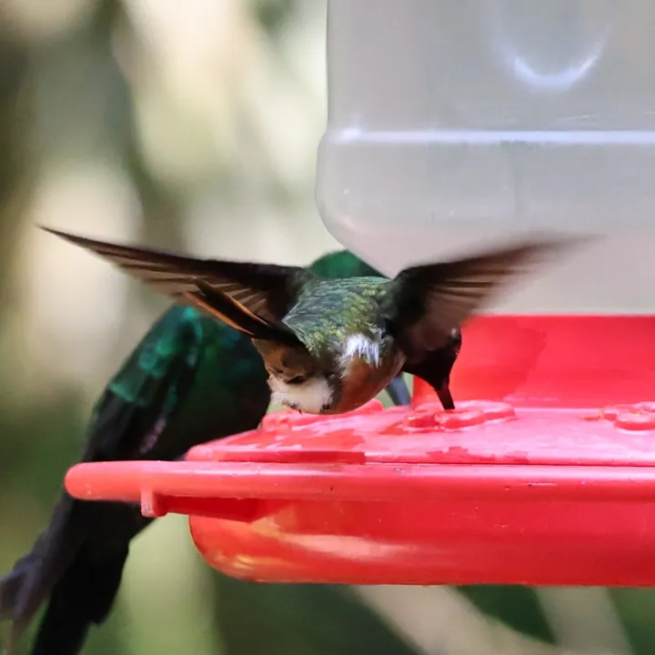 Magenta-throated Woodstar