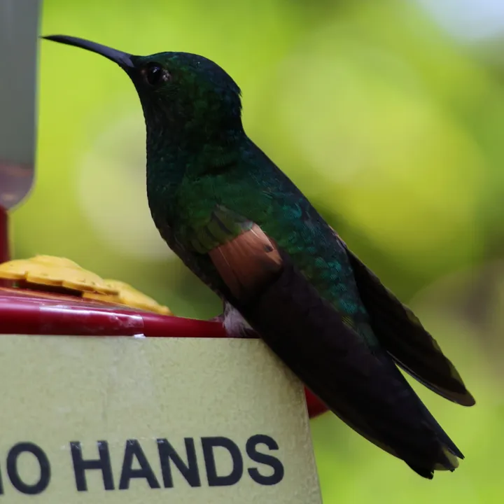 Stripe-tailed Hummingbird