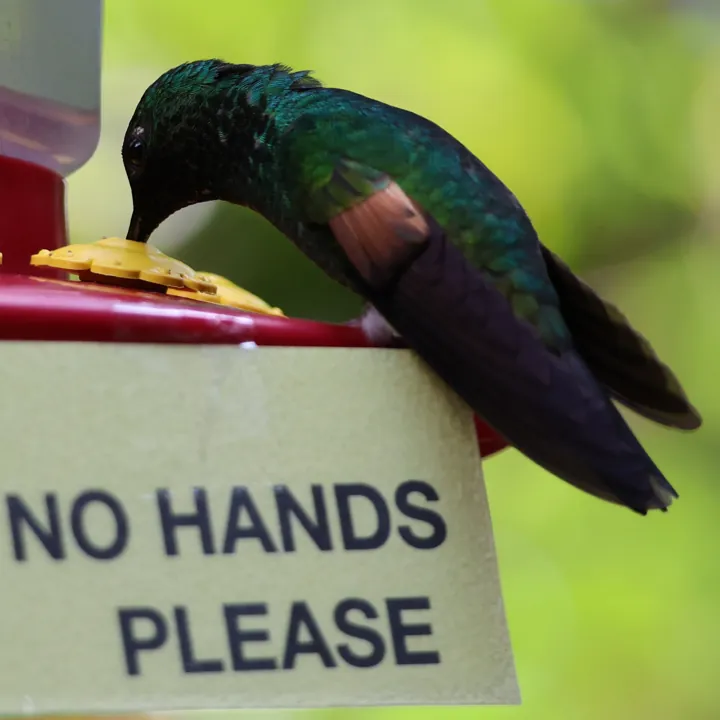Stripe-tailed Hummingbird
