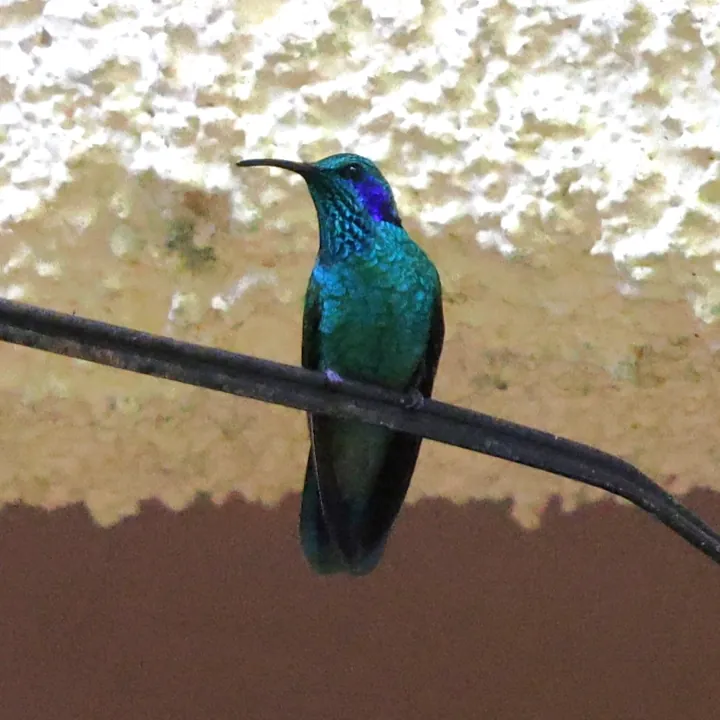 Lesser Violetear