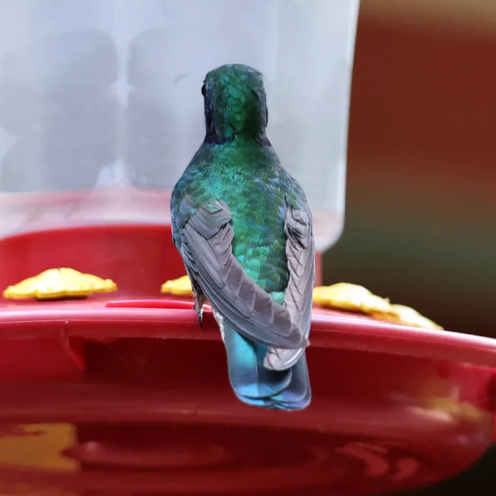 Green-crowned Brilliant