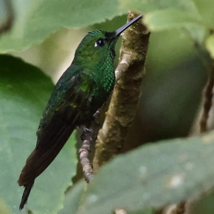 Green-crowned Brilliant