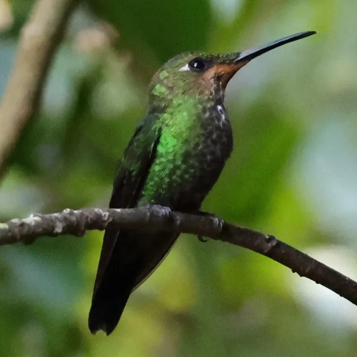 Green-crowned Brilliant