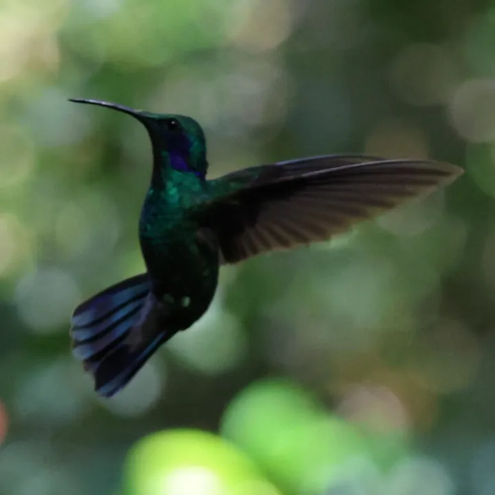 Lesser Violetear
