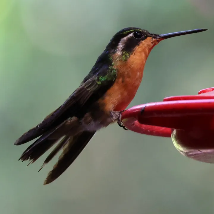 Purple-throated Mountain-gem