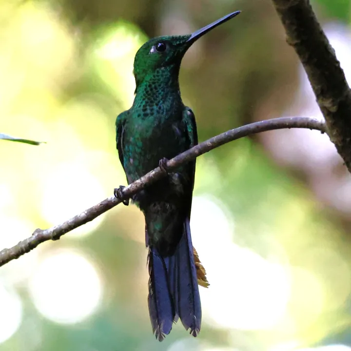 Green-crowned Brilliant