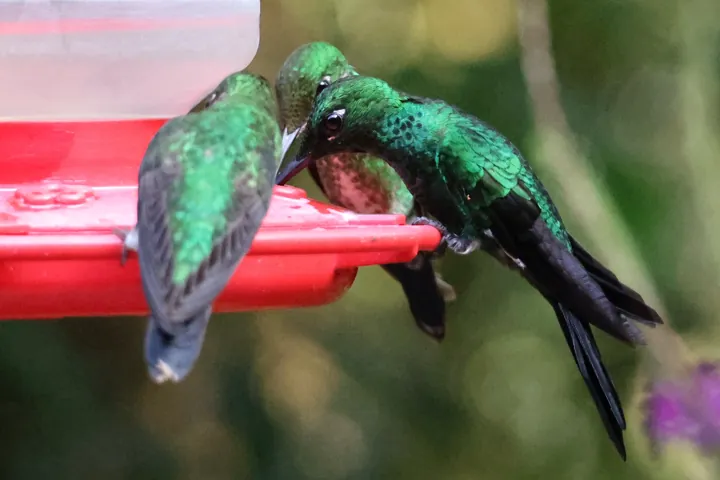 Green-crowned Brilliant