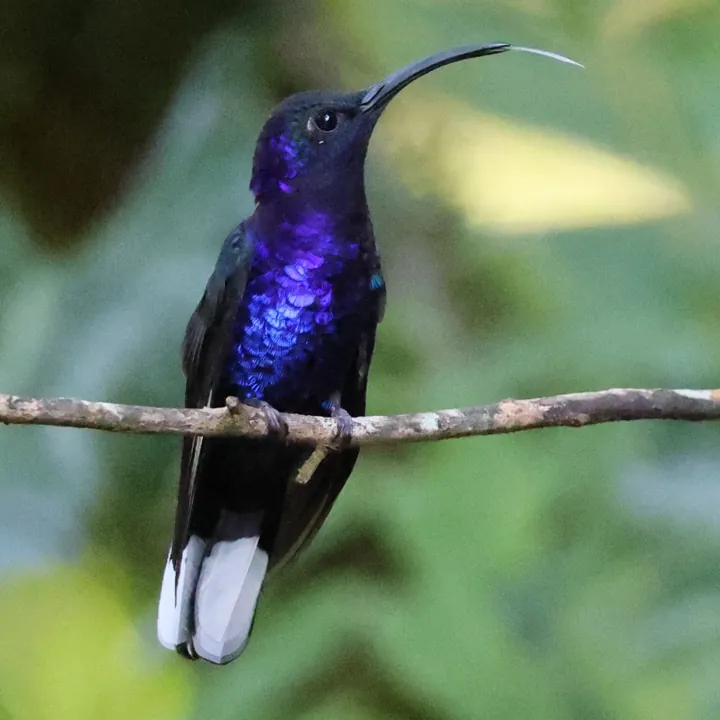Violet Sabrewing