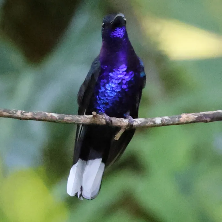 Violet Sabrewing