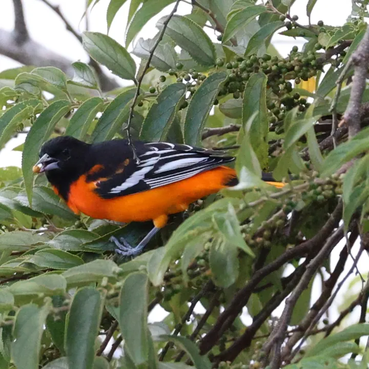 Baltimore Oriole