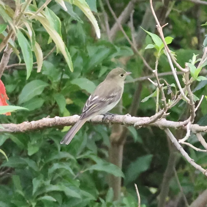 Mountain Elaenia
