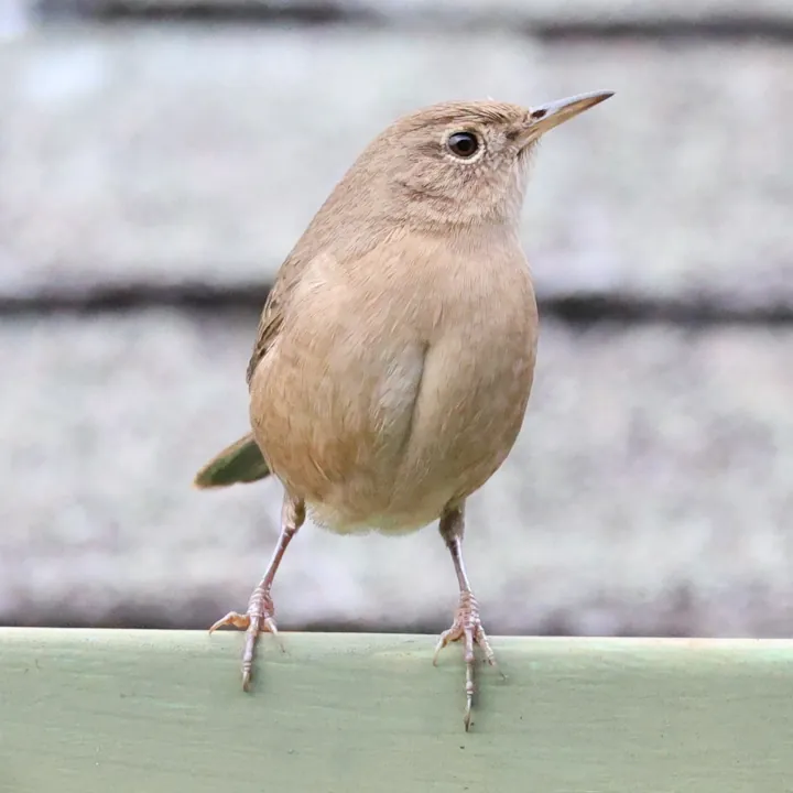 Southern House Wren