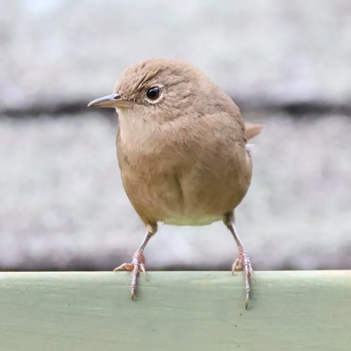 Southern House Wren