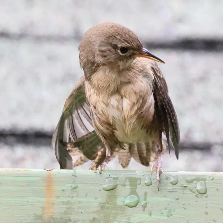 Southern House Wren