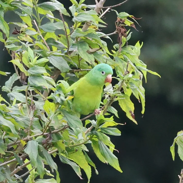 Orange-chinned Parakeet
