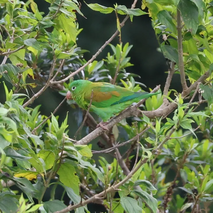 Orange-chinned Parakeet