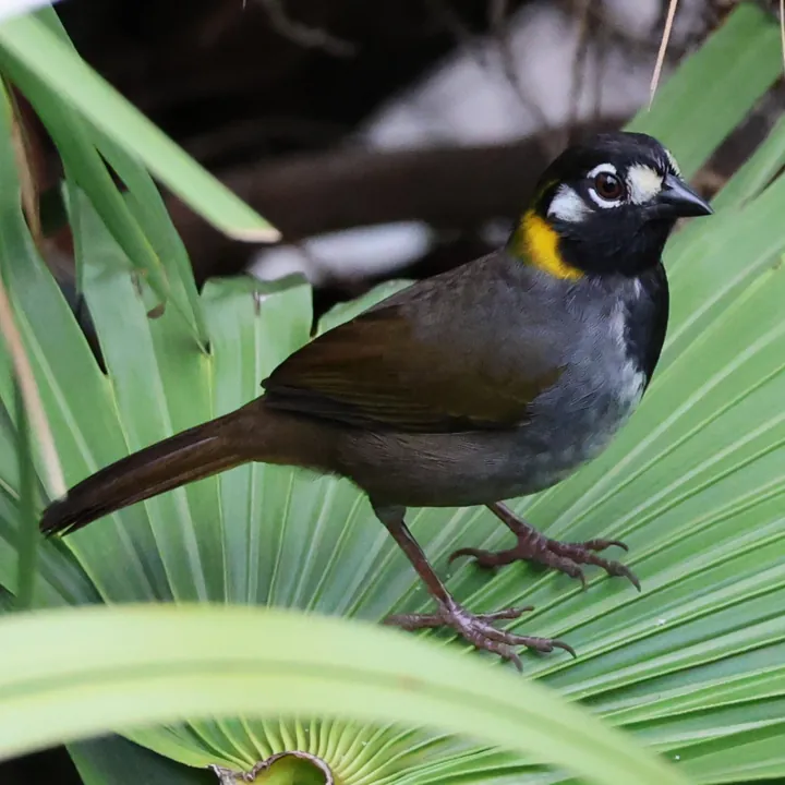 White-eared Ground-Sparrow