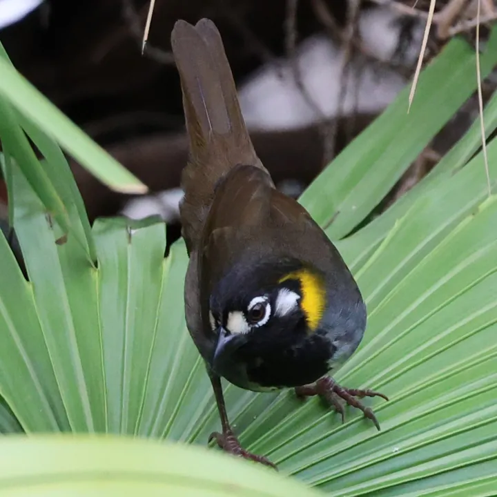 White-eared Ground-Sparrow