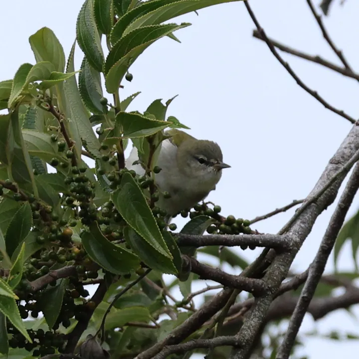 Tennessee Warbler