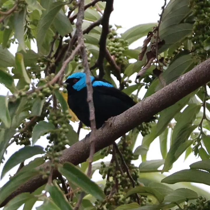 Scarlet-thighed Dacnis