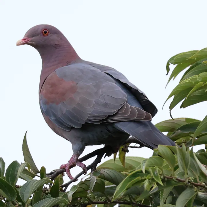 Red-billed Pigeon