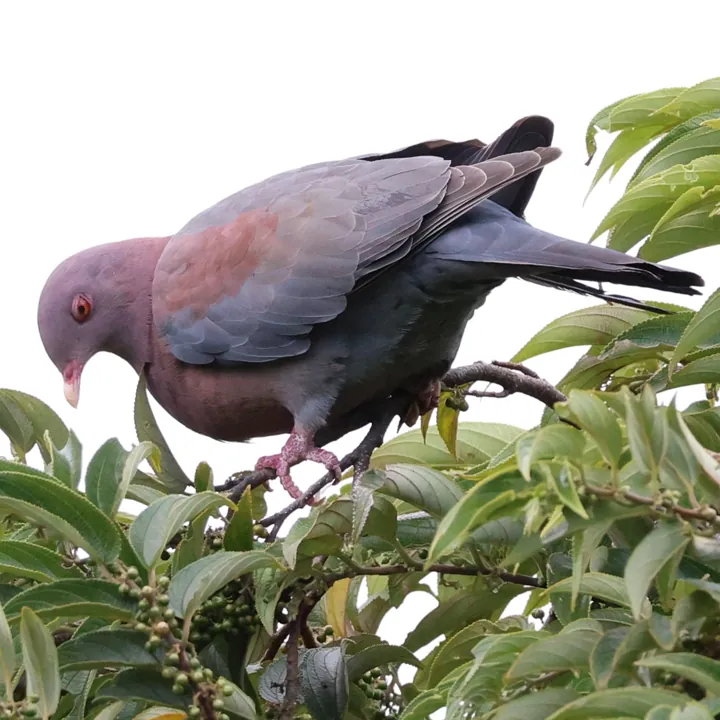Red-billed Pigeon