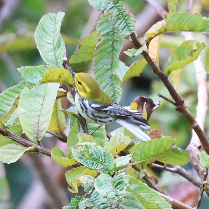 Black-throated Green Warbler