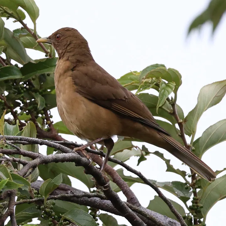 Clay-colored Thrush