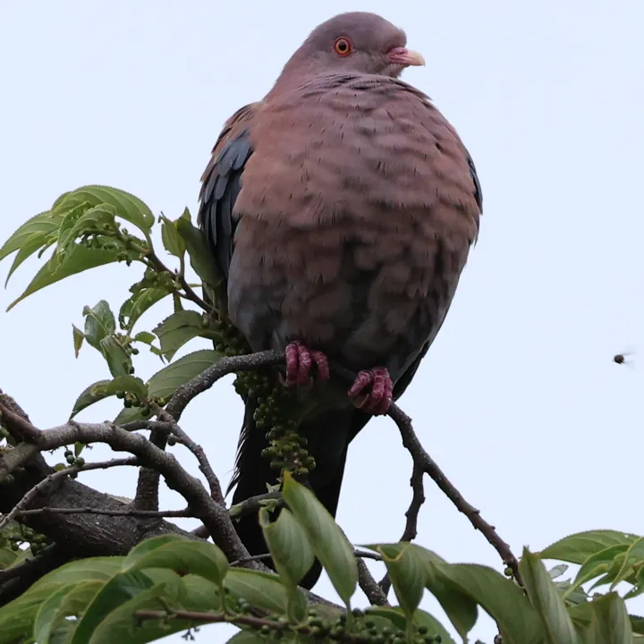Red-billed Pigeon