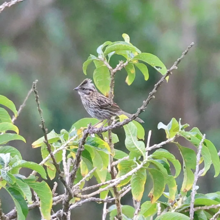 Rufous-collared Sparrow