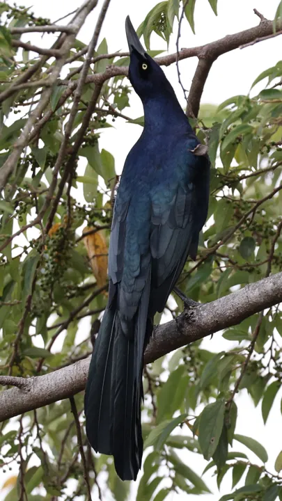 Great-tailed Grackle