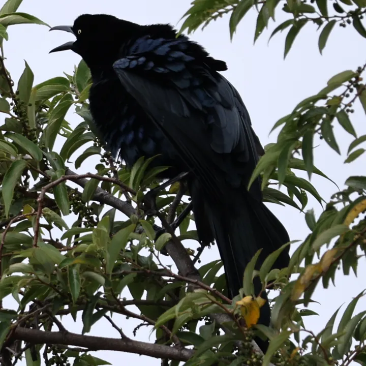 Great-tailed Grackle