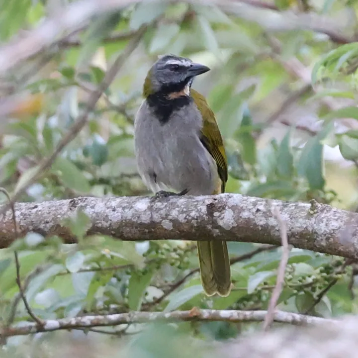 Buff-throated Saltator