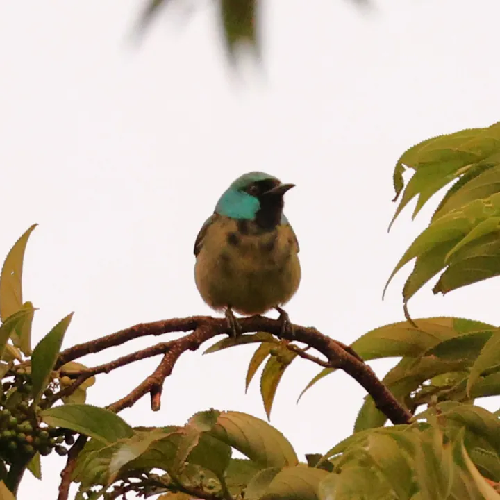 Scarlet-thighed Dacnis