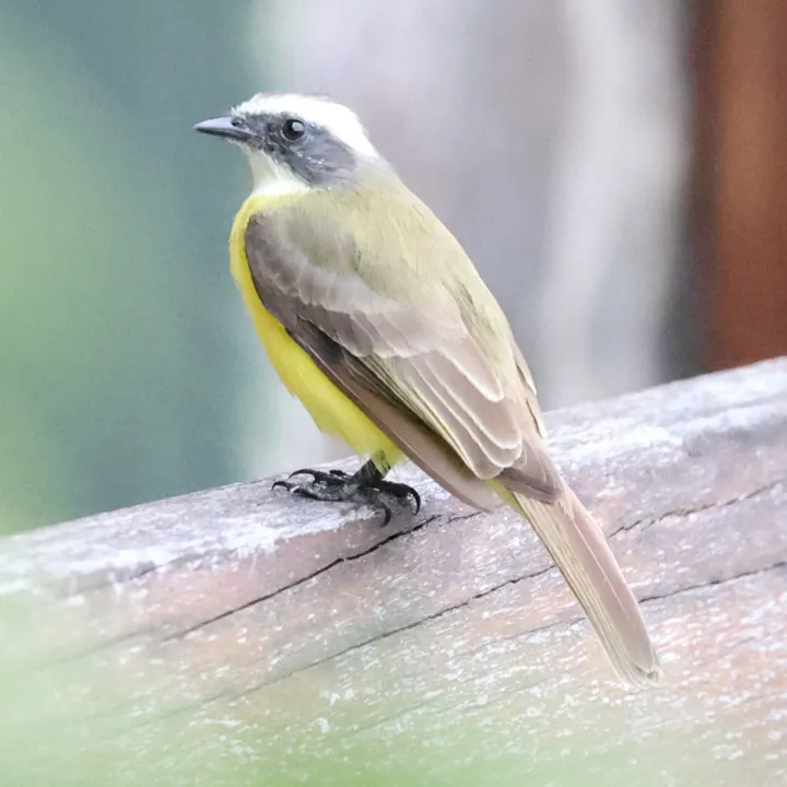 Social Flycatcher