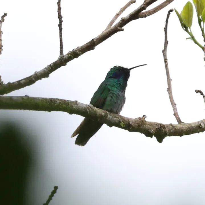 Lesser Violetear