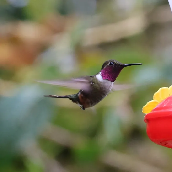 Magenta-throated Woodstar