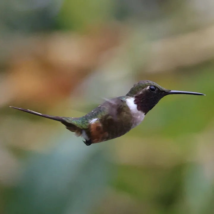Magenta-throated Woodstar
