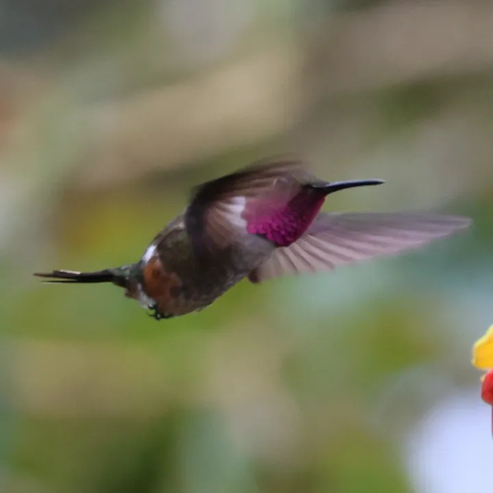 Magenta-throated Woodstar