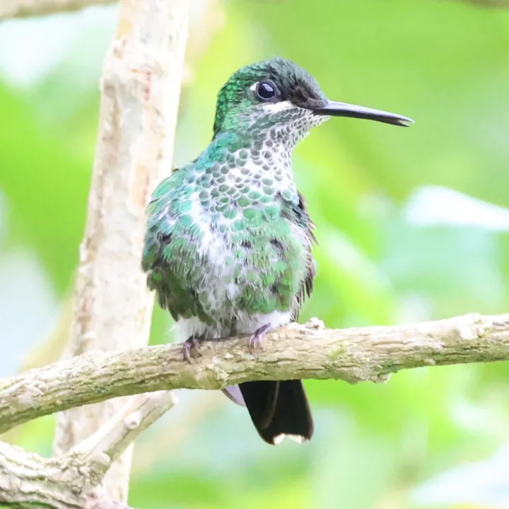 Green-crowned Brilliant