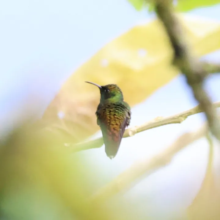 Coppery-headed Emerald