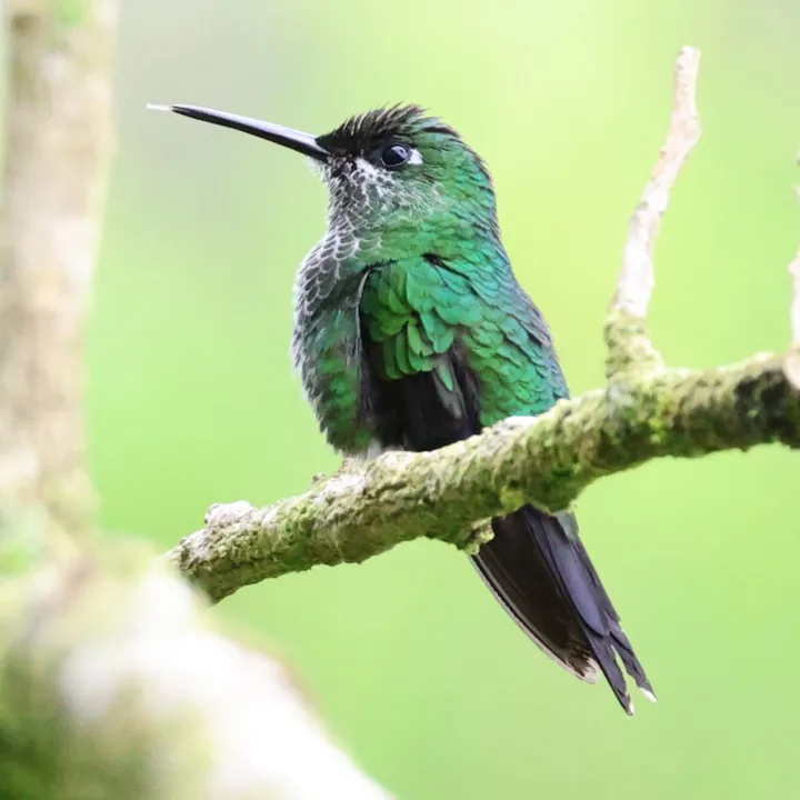 Green-crowned Brilliant