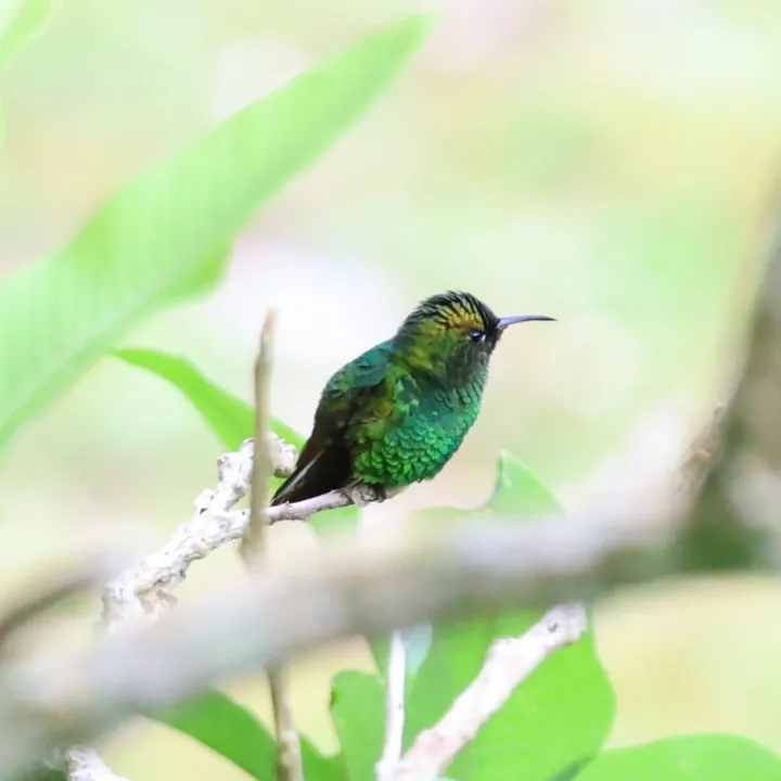Coppery-headed Emerald