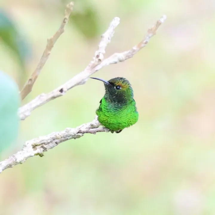 Coppery-headed Emerald