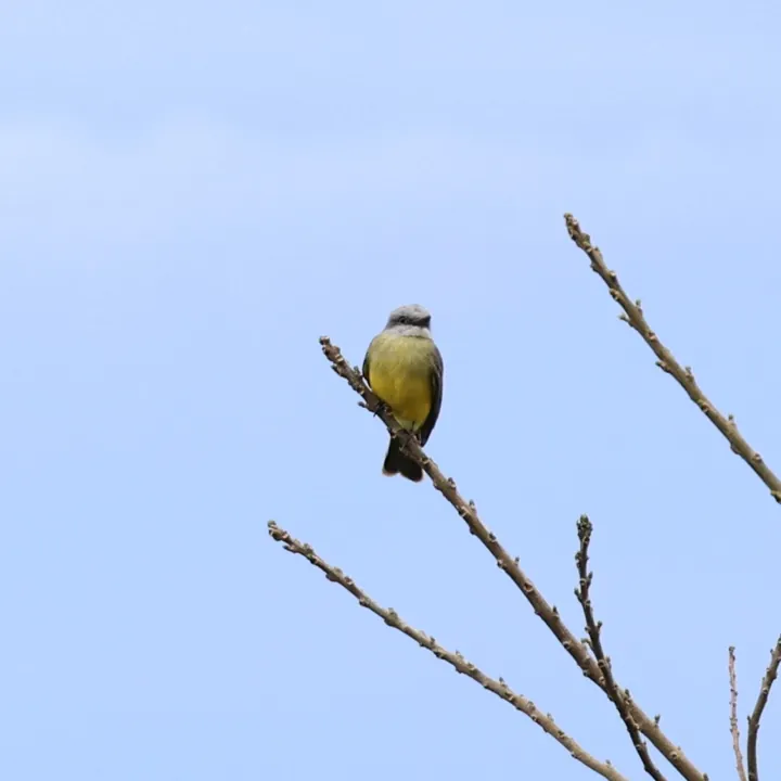 Tropical Kingbird